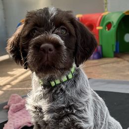 Wirehaired Pointing Griffons from Gun Creek Griffons
