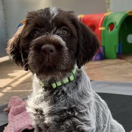 Wirehaired Pointing Griffons from Gun Creek Griffons
