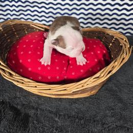 Beca - Red female Boston Terrier puppy in Millers Creek, North Carolina from Tumbling Shoals Hilltop Bostons