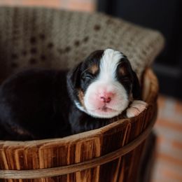 Tommy - Tri-color Bernese Mountain Dog puppy in Inman, South Carolina from Shadow Acres