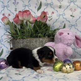 Girl 2 - female Miniature American Shepherd puppy in Kalama, Washington from Lone Pine Miniature American Shepherds