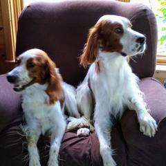 Irish Red and White Setters from O'Dobhailien Irish Red and White Setters
