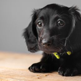 Dachshund Puppies from Chocolat &  Créme doxies