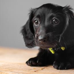 Dachshund Puppies from Chocolat &  Créme doxies