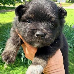 Cadbury - Black and tan male Pomeranian puppy in Clarksville, Tennessee from Bee Mine Maltipoos and Pomeranians