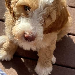 Australian Labradoodle Puppies from Red Rock Doodles