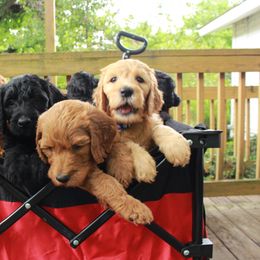 Poodle and Shihpoo Puppies from Peace, Love, and Puppies at the Creek