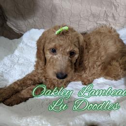 Goldendoodle Puppies from Lu Doodles