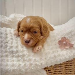 Pearl - Red female Cavapoo puppy in Knoxville, Tennessee from Duke’s Forever Doodles