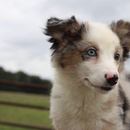 Rockstar - Blue merle male Miniature Australian Shepherd puppy in Caufield, Missouri from Rockin CF Aussies