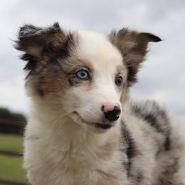 Rockstar - Blue merle male Miniature Australian Shepherd puppy in Caufield, Missouri from Rockin CF Aussies