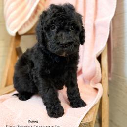 Muffins English Teddybear - Black female Goldendoodle puppy in Grove, Oklahoma from Guinn Family Farms