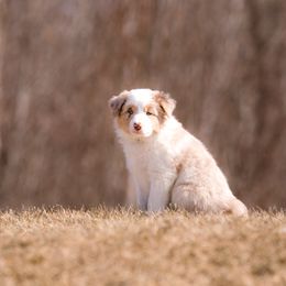 Border Collie Puppies from Snow Pine Ranch