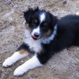 Miniature American Shepherd and Toy Australian Shepherd Puppies from Fifth Avenue Australian Shepherds