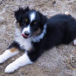 Miniature American Shepherd and Toy Australian Shepherd Puppies from Fifth Avenue Australian Shepherds