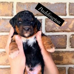 Paddington - Phantom male Goldendoodle puppy in Macclenny, Florida from Baker County Goldendoodles