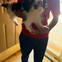 Sebastian Abbey - Black and white male Shih Tzu puppy in West Helena, Arkansas from Chateau Shih Tzus