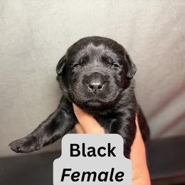 Black - Black female Dilute Retriever puppy in Dover, Delaware from Virdin’s Silver Labs