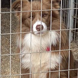 Ranger - Border Collie
