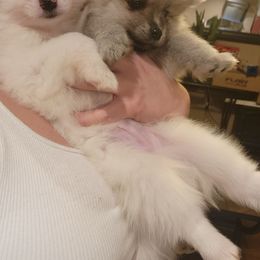 Pomeranian Puppies from KB Pom Pups