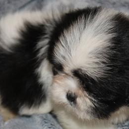 Shih Tzus from Fancy Shih Tzus