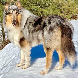 Collies from Skye Goode