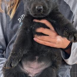 Black - Black female German Shepherd puppy in Luna, New Mexico from Von De León German Shepherds