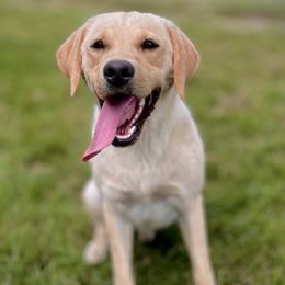 Andy - Labrador Retriever