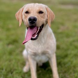 Andy - Labrador Retriever