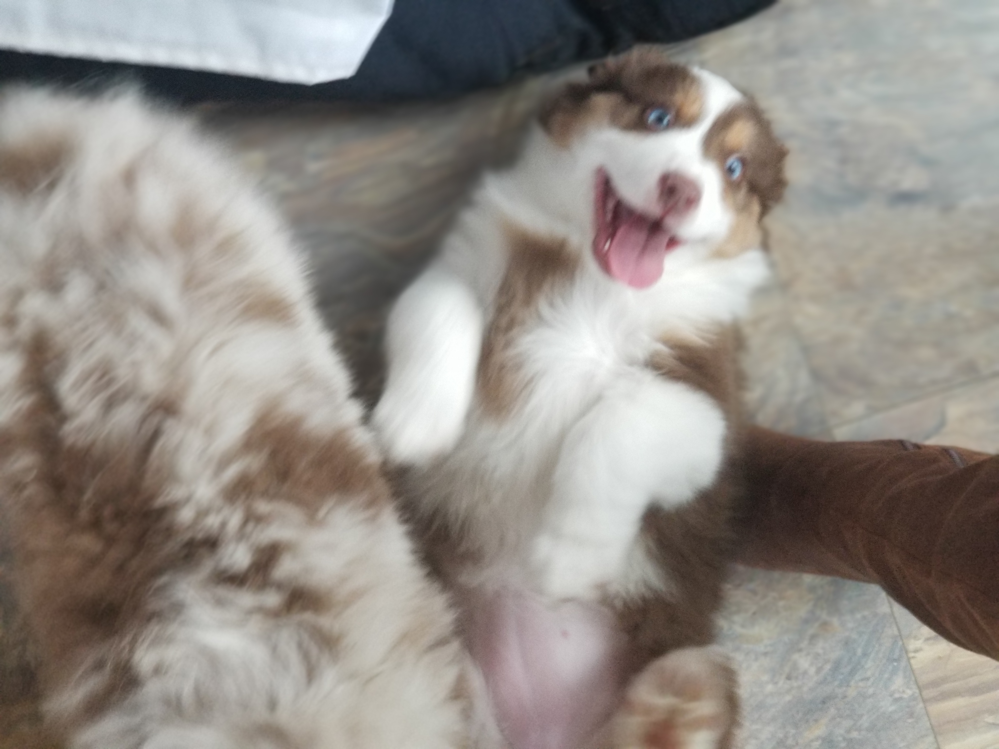 Australian Shepherd Puppies from Foothillaussies