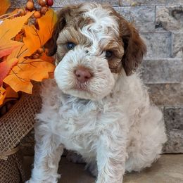 Lagotti Romagnoli from Salt Lake Lagotto