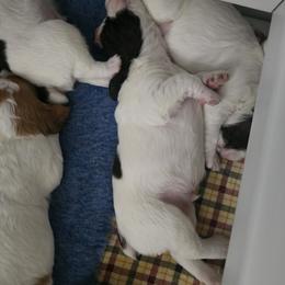Brittany Puppies from Riley's Upland Brittany's