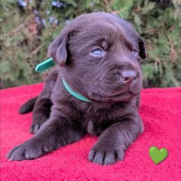 Male 3 - Chocolate male Labrador Retriever puppy in Yucca Valley, California from Beachn Ranch