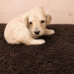 Faith - Cream female Poodle puppy in Washington, Pennsylvania from Patriotic Poodles