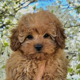 Cassidy - Red female Cavapoo puppy in Erda, Utah from Country Lane Doodles