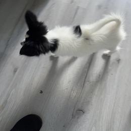 Olive - White black and tan female Papillon puppy in Central Florida, Florida from Sunshine Papillons Central Florida