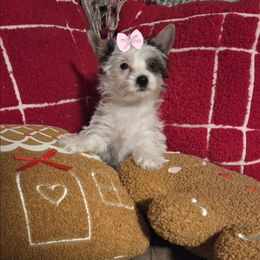 Ellie - Parti female Yorkshire Terrier puppy in Clarksburg, Indiana from Hidden Gems Parti Yorkies
