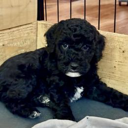 JANUARY - Black female Australian Labradoodle puppy in Austin, Texas from AussieTex Labradoodles