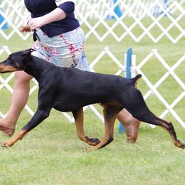 Doberman Pinscher and Weimaraner All Grown Up from Megan Dollinger