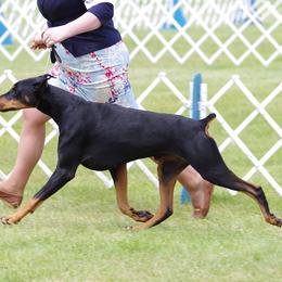 Doberman Pinscher and Weimaraner All Grown Up from Megan Dollinger