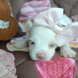 EsPoir - Parti female Yorkshire Terrier puppy in Humble, Texas from Marnax Yorkshire Babies