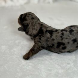 Zelda's dapple - Dapple male Dachshund puppy in Nashville, Arkansas from Whisenhunt Farms