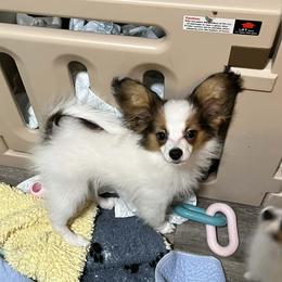 Buzz - White and sable male Papillon puppy in Central Florida, Florida from Sunshine Papillons