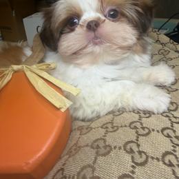 Garnet - Red and white male Shih Tzu puppy in Coolidge, Arizona from Shih Tzu’s  ‘N’ Love