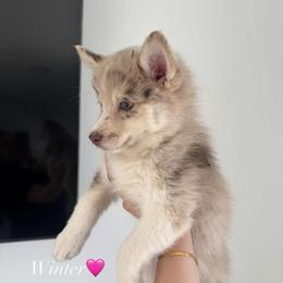 Winter - Merle female Pomsky puppy in Goodyear, Arizona from Velvet Pomskies