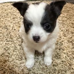 Adam - Black and white male Chihuahua puppy in Amity, Pennsylvania from Rhoda and Verna