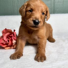 Penny - Red  female Goldendoodle puppy in Osage City, Kansas from Golden Ridge Goldens