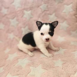 Girl 1 - female Chihuahua puppy in Attleboro, Massachusetts from Treasured Hearts Chihuahuas and Toy/mini poodles