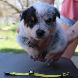 Athena - Blue female Australian Cattle Dog puppy in Colbert, Oklahoma from LoveAHeeler