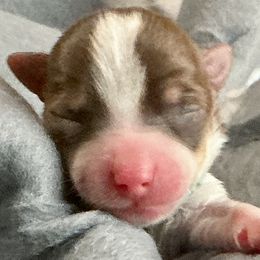 Neo - Black and white male Companion Cross puppy in Mankato, Minnesota from Niko Terriers